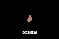 藏品(姬雉螺)的圖片